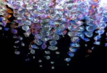 digital fusion beam technology